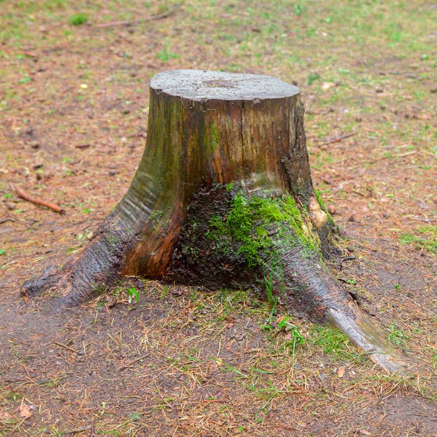 freshly cut stump