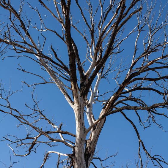 stripped tree branches