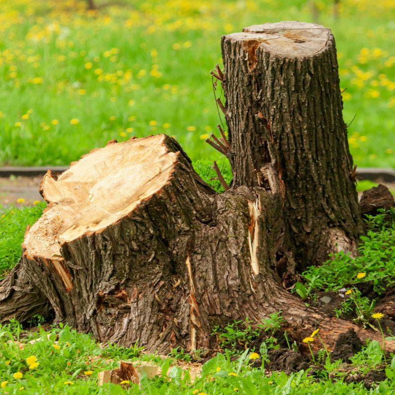 close-up of a tree stump 