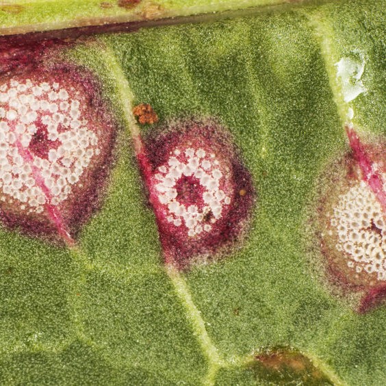 red splotches on leaves