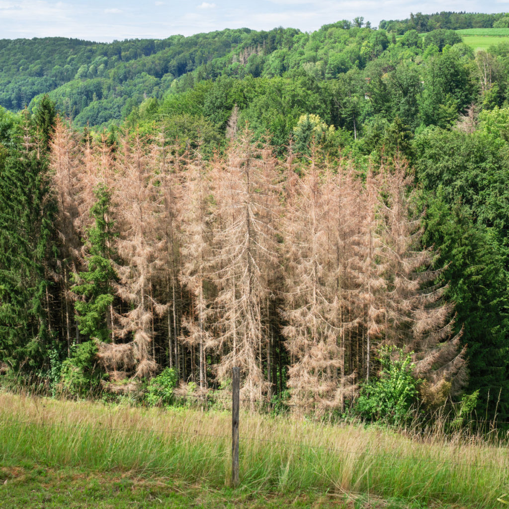 Area of diseased trees