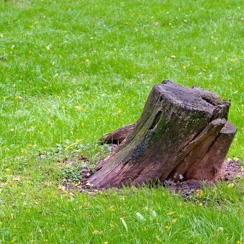 A Tree Stump