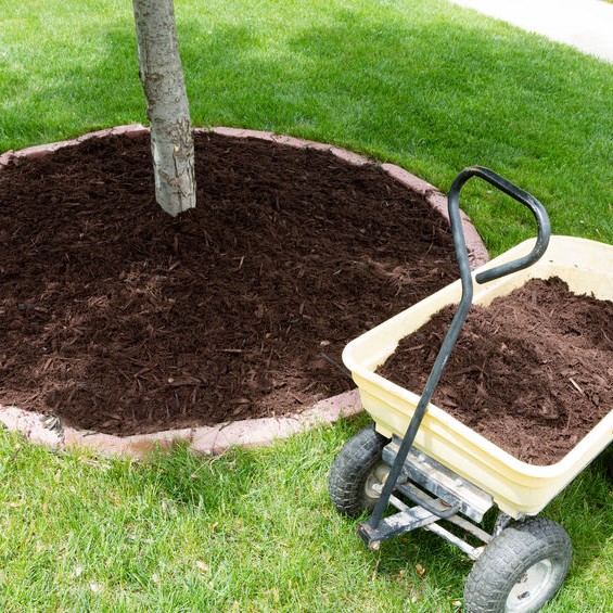 tree mulch and wheel barrow