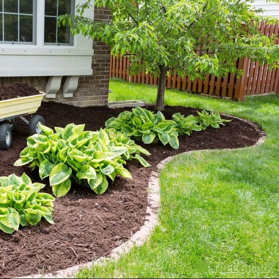 tree with mulch