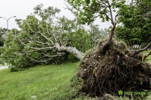 Fallen Tree