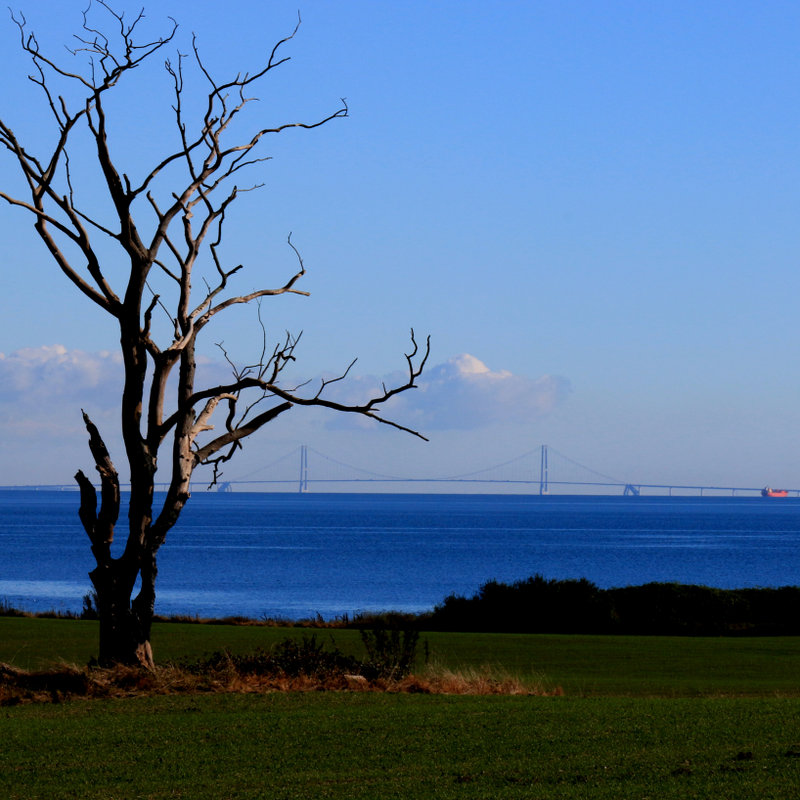 dead tree near water