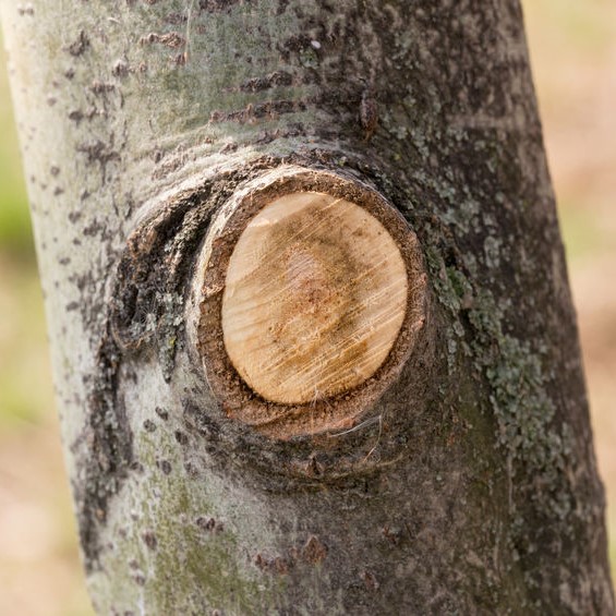 tree with a removed branch