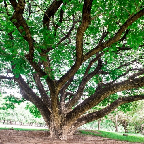 large tree covered in leaves