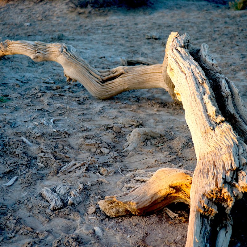 dead tree laying on dry ground