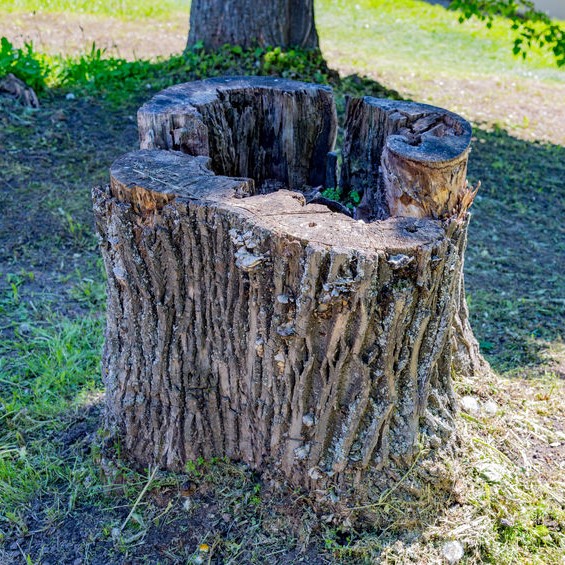 Large old stump in yard