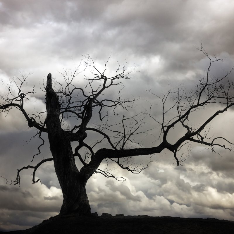silhouette of a dead tree against a cloudy sky