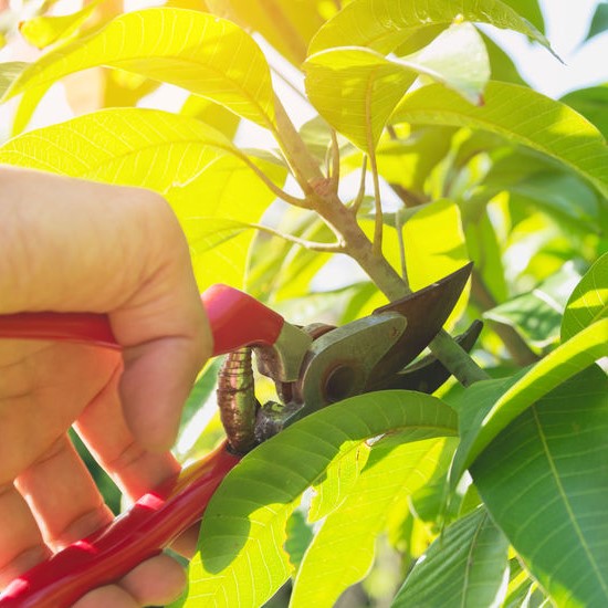 pruning a tree