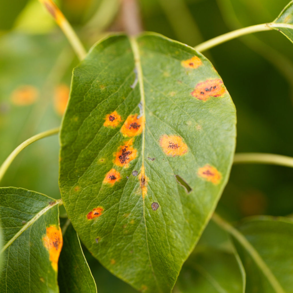 Diseased tree leaf