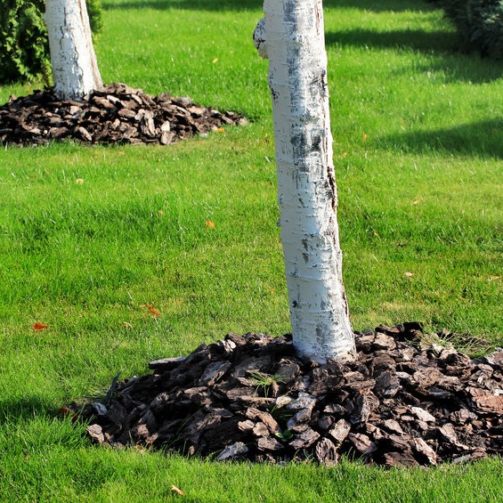 wood chips around tree bases