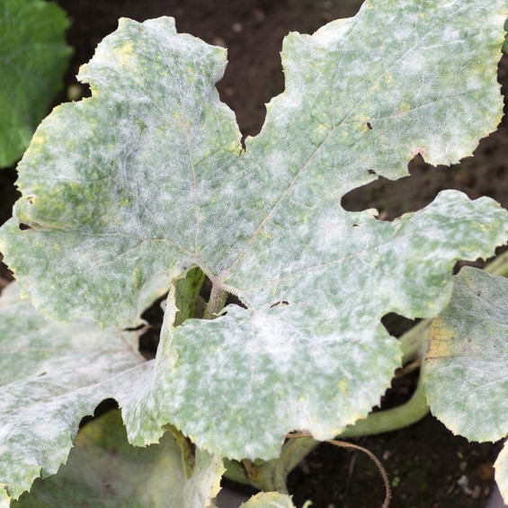 mold on leaves