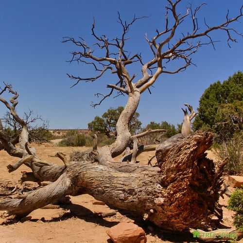 Fallen tree in the desert, Arches National Park, Utah, USA