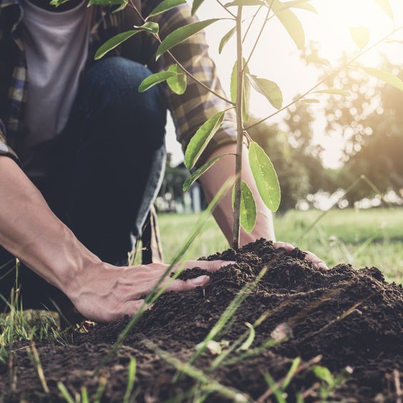 Tree planted with fertilizer