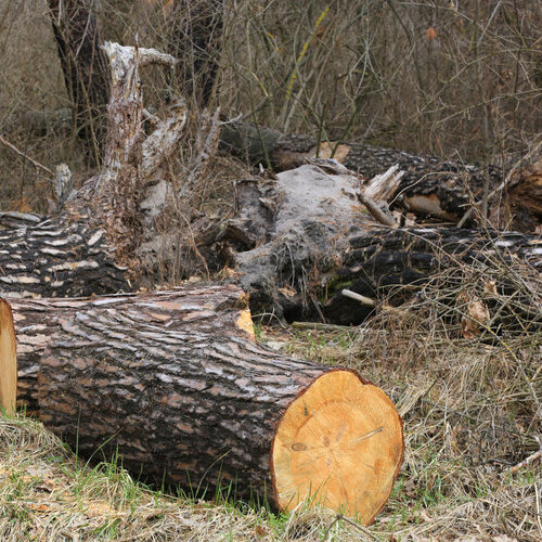 Large logs laying in grass.