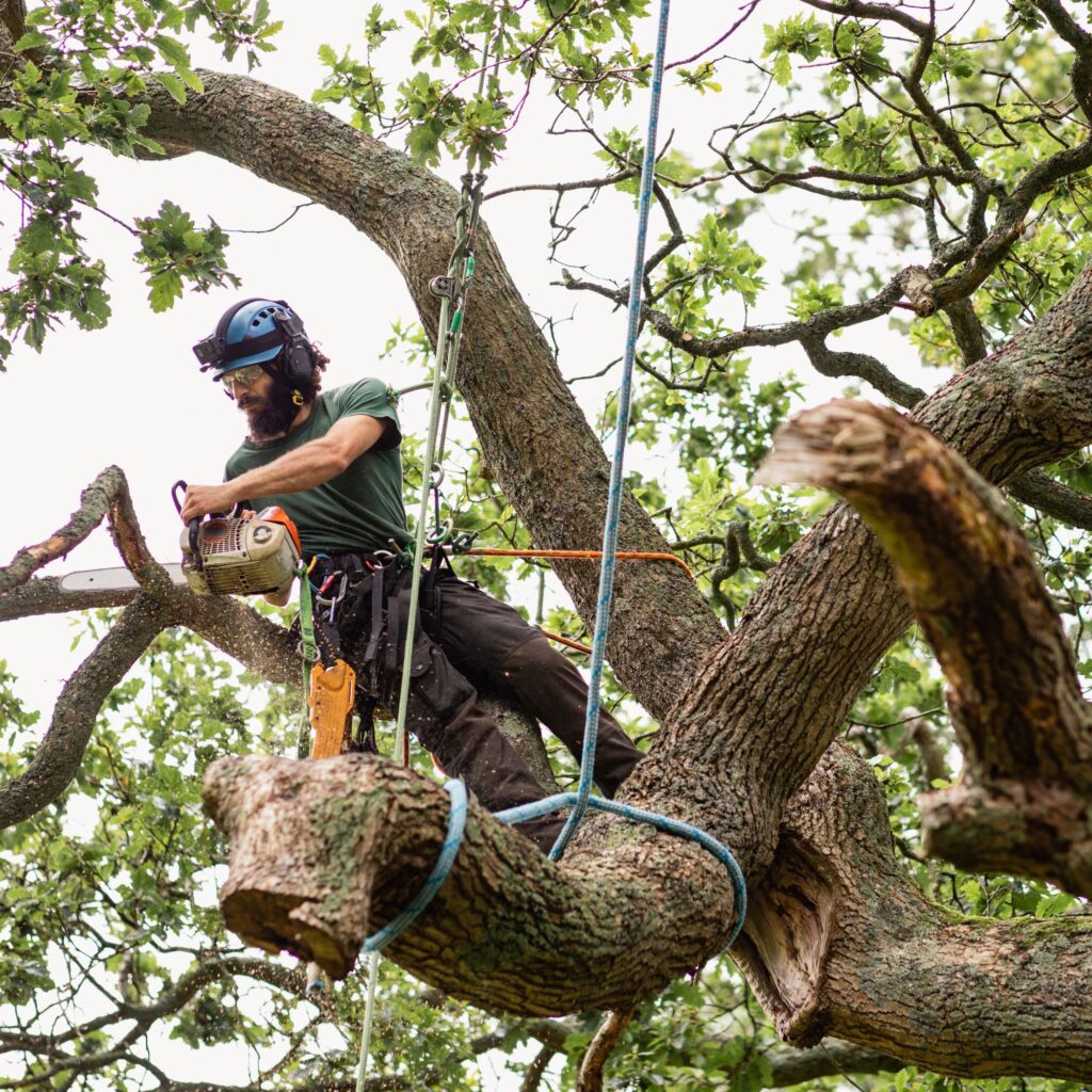 arborist cutting tree branch