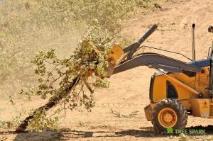 Tree Clearing