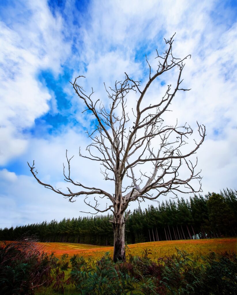 dead tree in a field