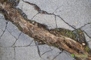 Tree Root Bisecting a Home's Driveway