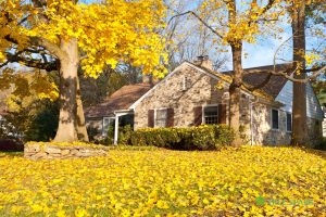 Autumn Tree Prep