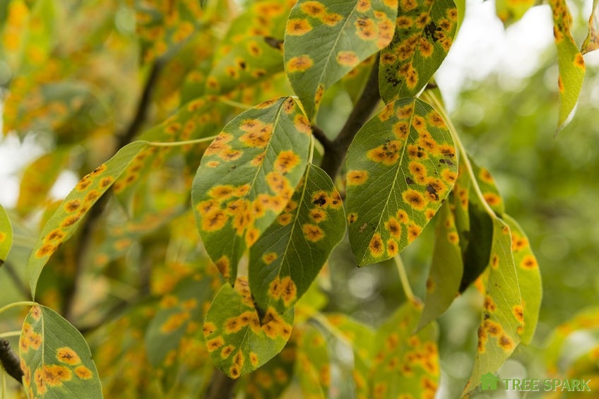 spots on leaves signs of disease