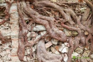 Extensive Root Growth and an Obliterated Brick Wall