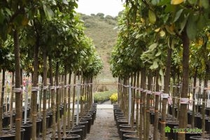 Tree Planting