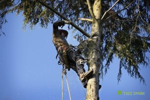 Professional Tree Trimming