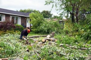 Tree Removal by Tree Spark