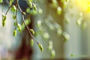 Spring Tree Maintenance