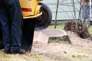 Tree Stump Grinding Fort Worth - Tree Service Fort Worth