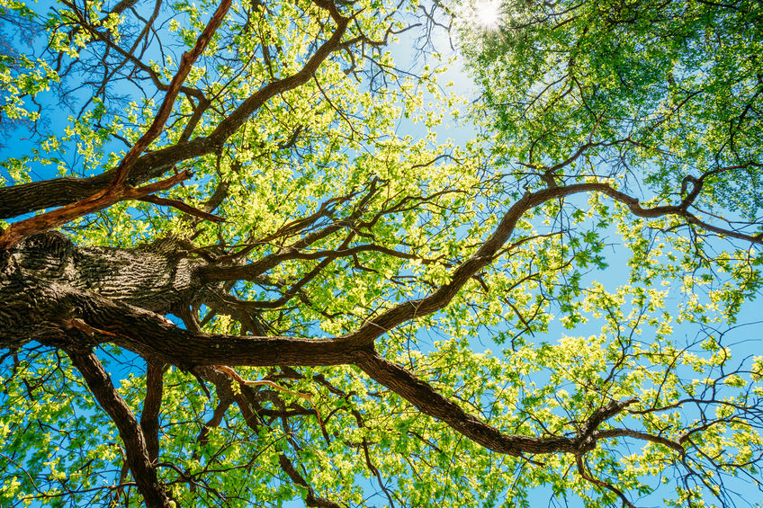 Spring Sun Shining Through Canopy Of Tall Tree. Sunlight In Deciduous Forest, Summer Nature, Sunny Day. Upper Branches Of Tree With Fresh Green Foliage.