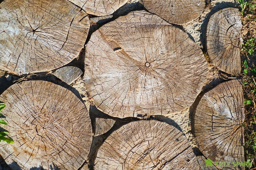 Path from the spits of a tree, background