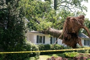 Tree Damage