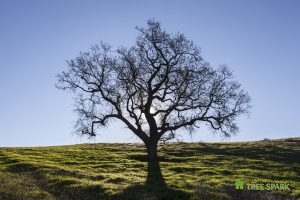 Diseased Tree