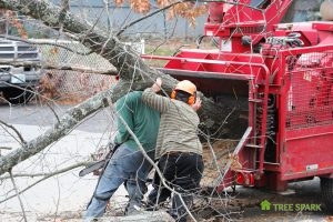Removal of Trees
