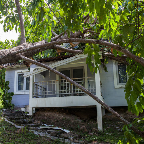 falling tree after hard storm on damage house