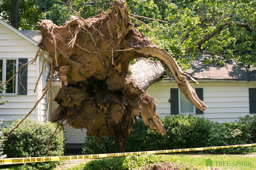 A Picture of a Tree That Fell On a House After a Severe Storm.