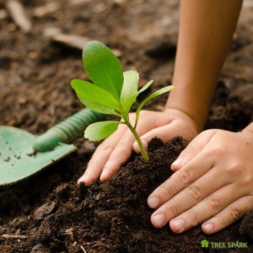 Close Up of a Kid's Hands Planting a Young Tree