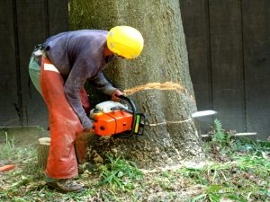 Removing a Tree