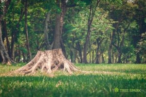 Tree Stump Removal Options to Consider