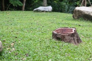 Tree Stump Service