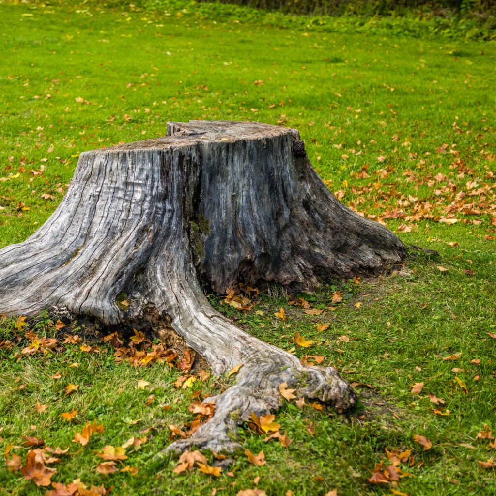 tree stump with large wooded roots