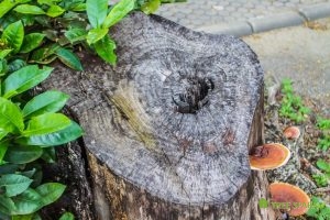 Tree Stumps Can Grow Sprouts