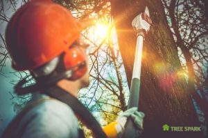 Tree Pruning